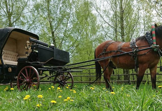 Новая музейная паслуга — катанне на брычцы